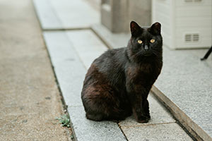 cat on street