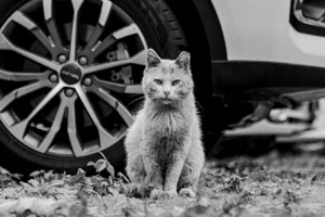 cat by car